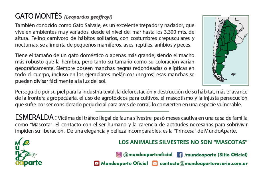 Gata Montés - Imagen trasera