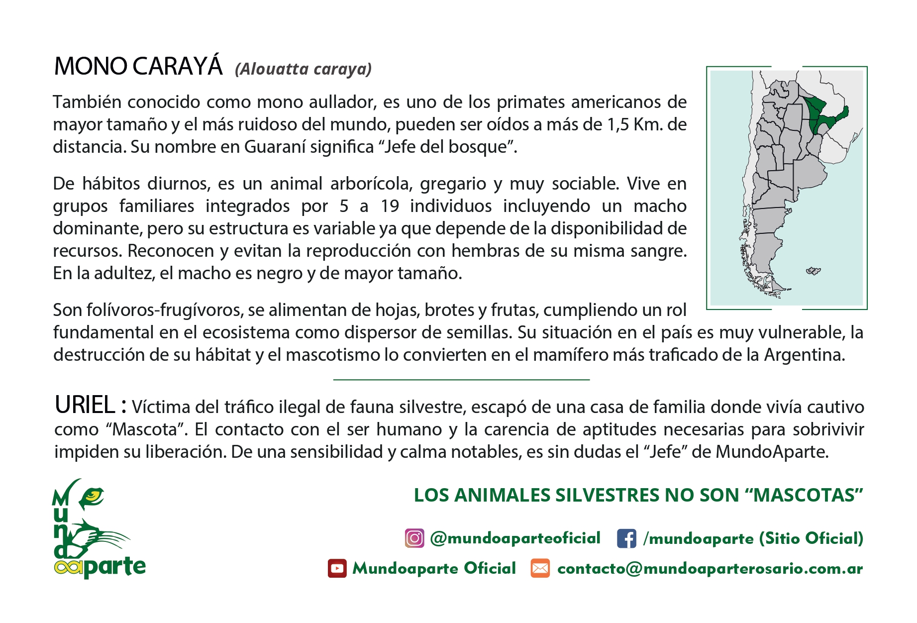 Mono Carayá - Imagen trasera