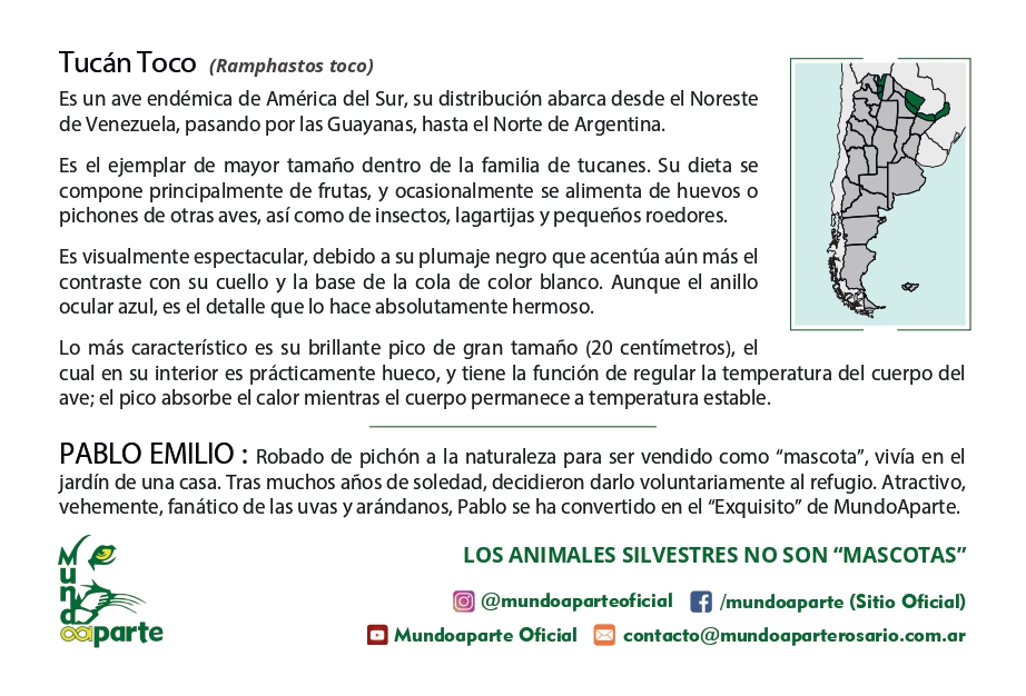 Tucan Pablo Emilio - Imagen trasera