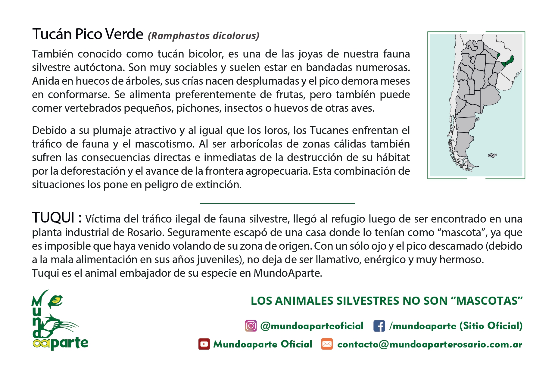 Tucan Pico Verde Tuqui - Imagen trasera